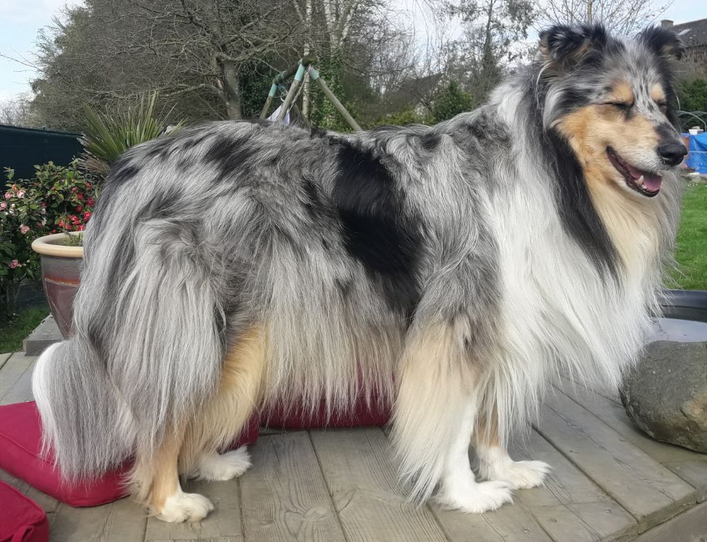 Louna du Clos de Windmire